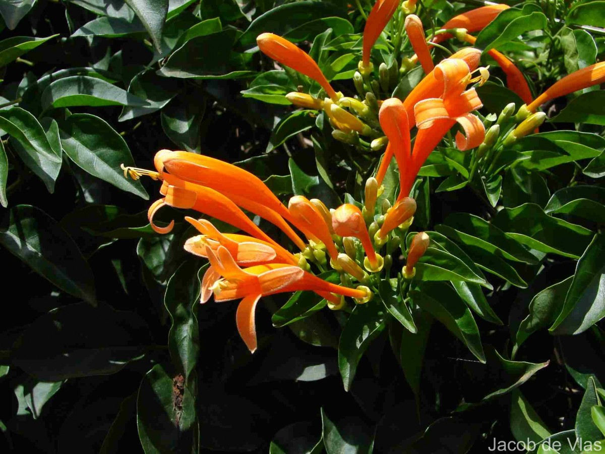 Pyrostegia venusta (Ker Gawl.) Miers